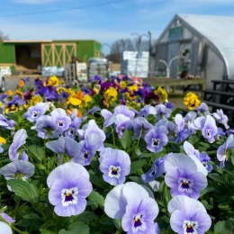 Spread some 🌸local🌼 spring sunshine this weekend. 
The first Boice’s beauties of the season are in bloom. 
#Repost @boicesfarm 
#boicesfarm #localplants #saugertiesny #kingstonny #localnursery #kingstonnewyork #hudsonvalley #shoplocal #thinkspring Instagram post from @kingston_collective_ on March 28, 2024 17:45:26pm